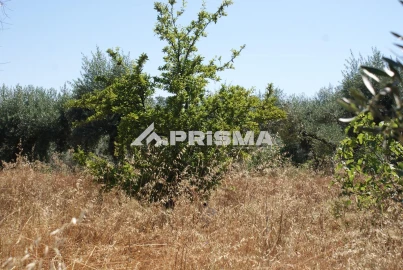 Terreno para Venda em Ninho do Açor e Sobral do Campo