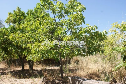 Terreno para Venda em Ninho do Açor e Sobral do Campo