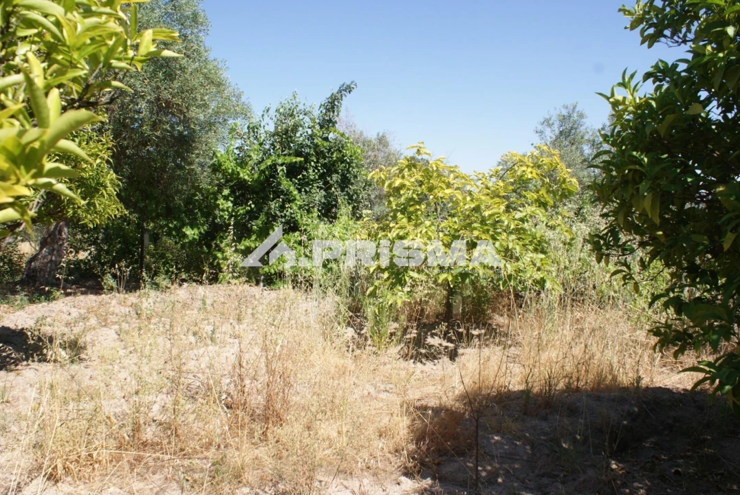 Terreno para Venda em Ninho do Açor e Sobral do Campo Foto 23