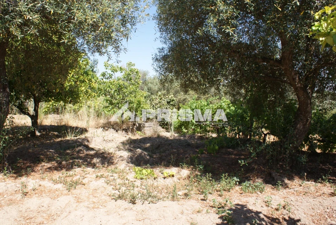 Terreno para Venda em Ninho do Açor e Sobral do Campo Foto 20