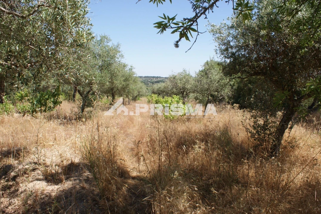 Terreno para Venda em Ninho do Açor e Sobral do Campo Foto 4