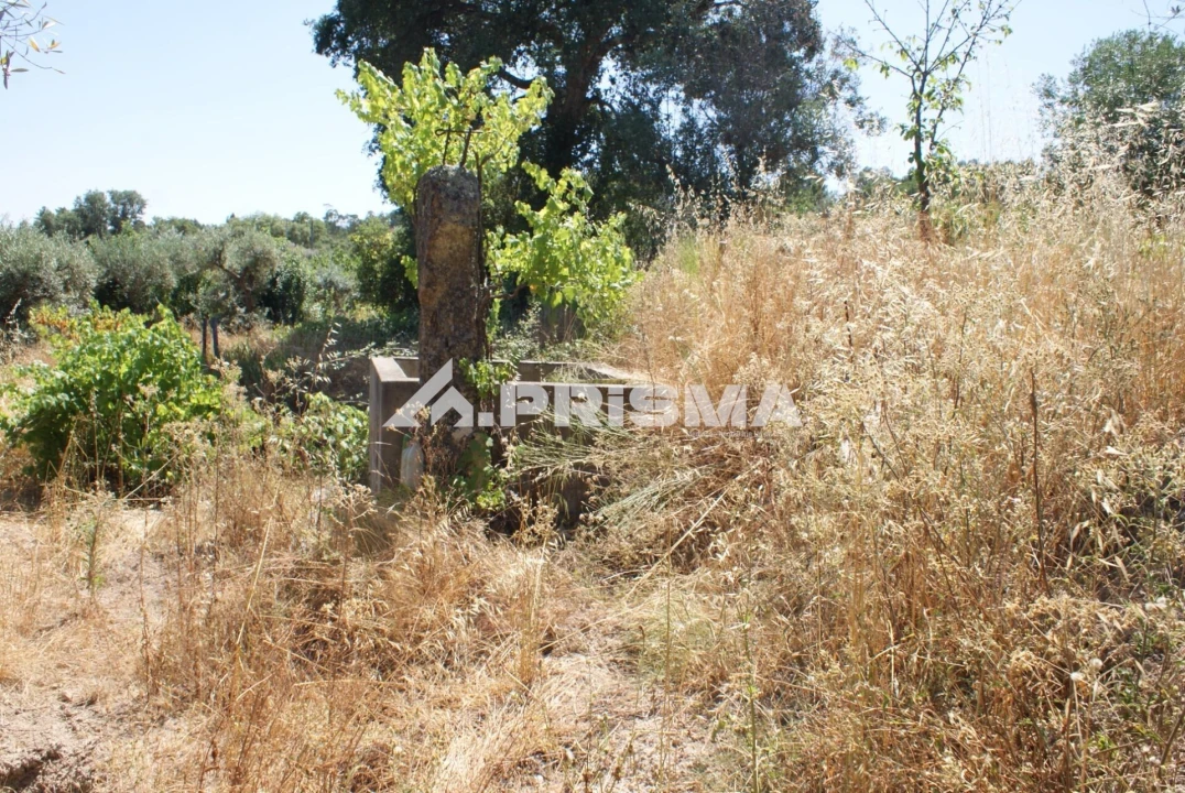 Terreno para Venda em Ninho do Açor e Sobral do Campo Foto 15