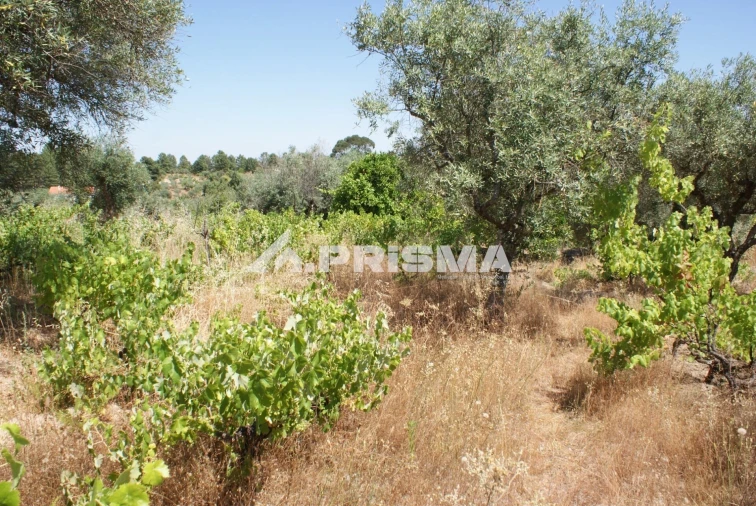 Terreno para Venda em Ninho do Açor e Sobral do Campo Foto 14