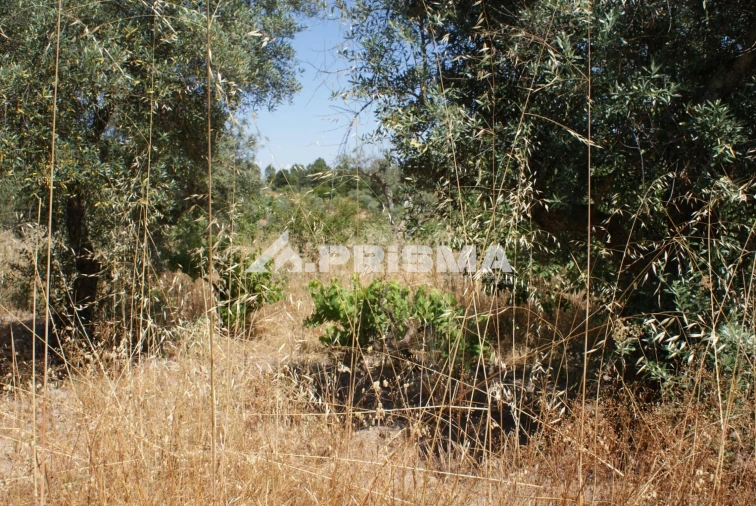 Terreno para Venda em Ninho do Açor e Sobral do Campo Foto 30