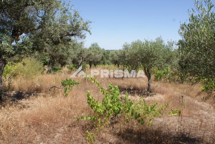 Terreno para Venda em Ninho do Açor e Sobral do Campo Foto 5