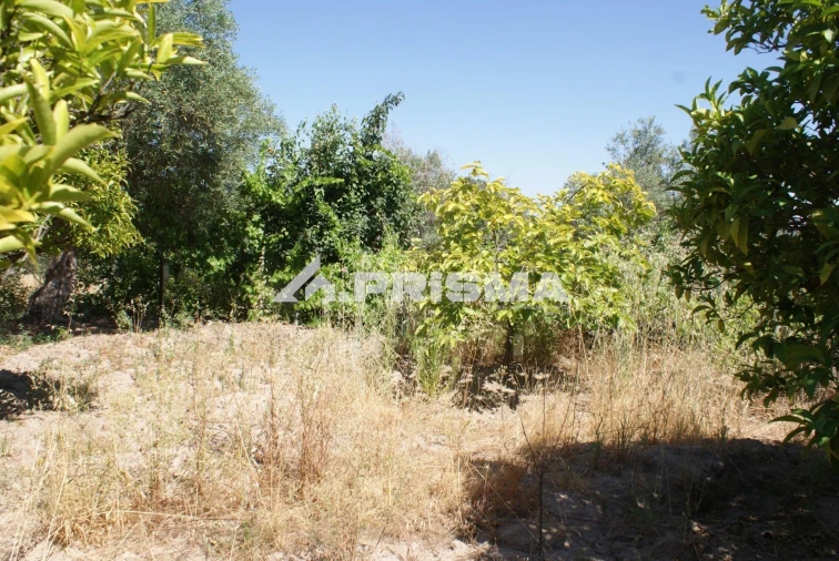 Terreno para Venda em Ninho do Açor e Sobral do Campo Foto 23