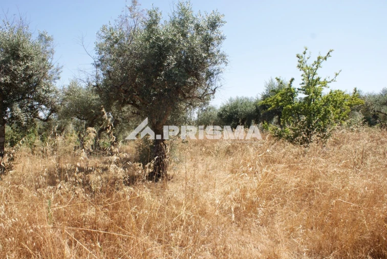 Terreno para Venda em Ninho do Açor e Sobral do Campo Foto 27
