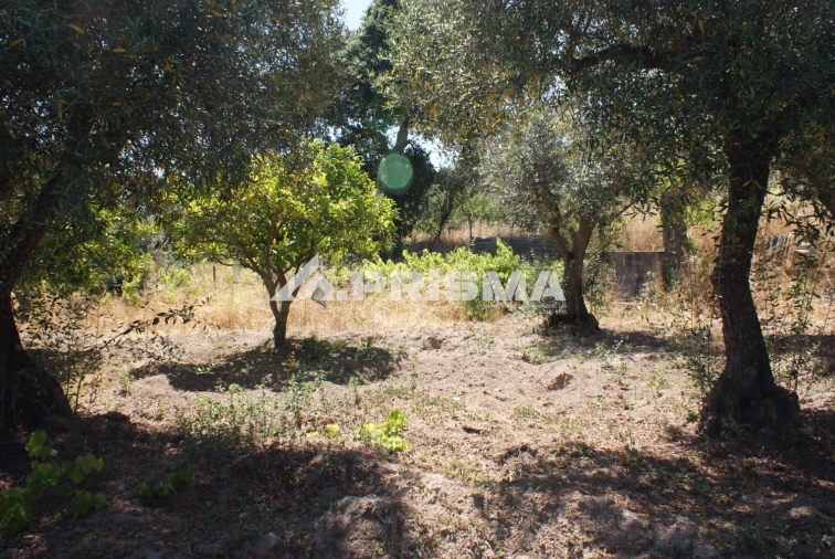 Terreno para Venda em Ninho do Açor e Sobral do Campo Foto 35