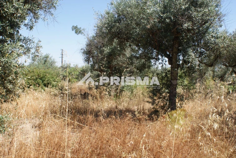 Terreno para Venda em Ninho do Açor e Sobral do Campo Foto 29