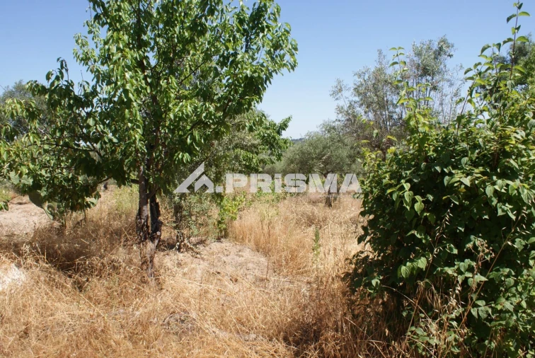 Terreno para Venda em Ninho do Açor e Sobral do Campo Foto 3