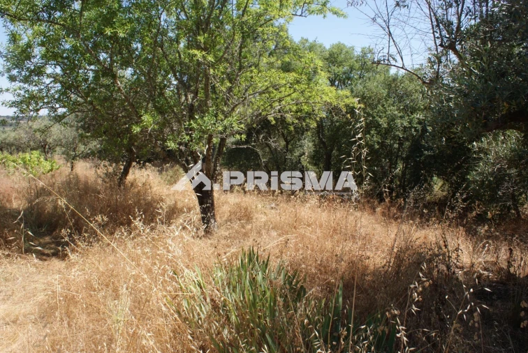 Terreno para Venda em Ninho do Açor e Sobral do Campo Foto 2