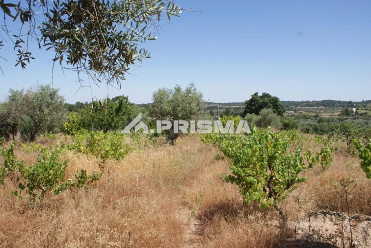 Terreno para Venda em Ninho do Açor e Sobral do Campo Foto 8
