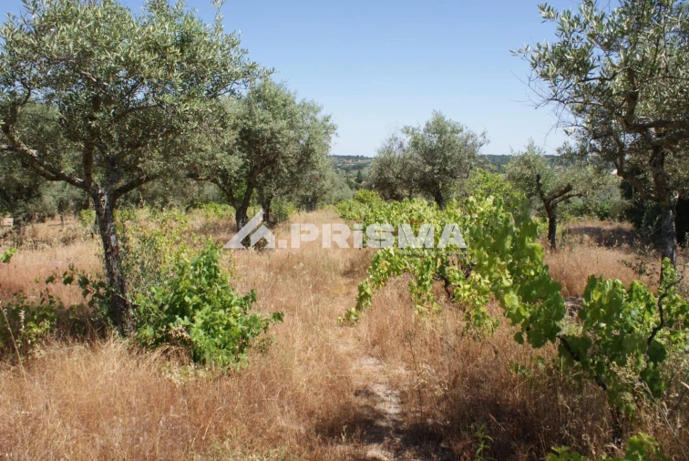 Terreno para Venda em Ninho do Açor e Sobral do Campo Foto 6