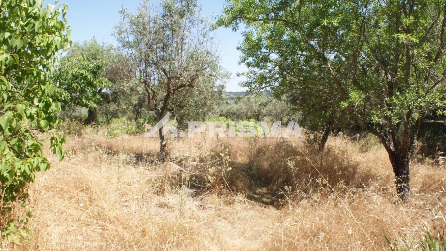 Terreno para Venda em Ninho do Açor e Sobral do Campo