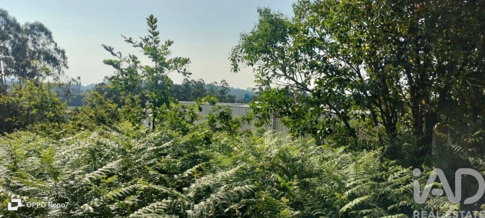 Terreno para Venda em Nogueira e Silva Escura Foto 8