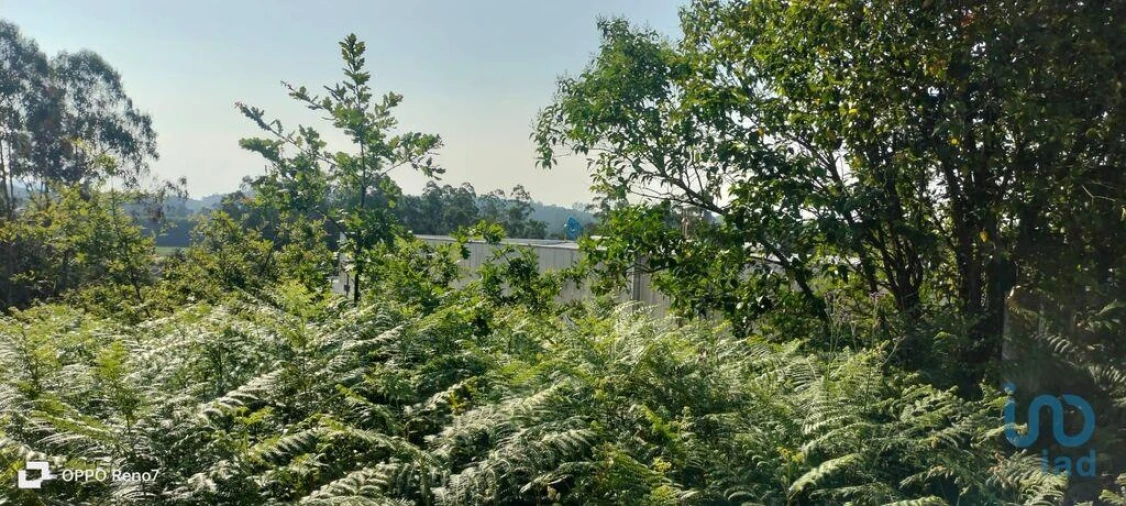 Terreno para Venda em Nogueira e Silva Escura Foto 8