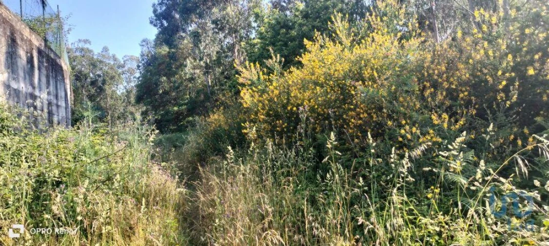 Terreno para Venda em Nogueira e Silva Escura Foto 12