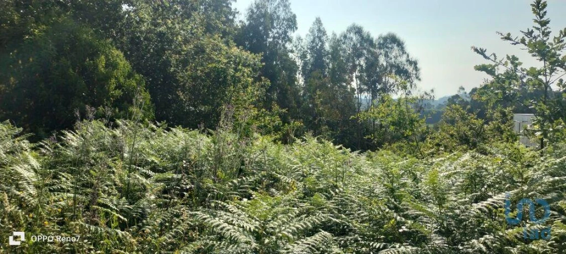 Terreno para Venda em Nogueira e Silva Escura Foto 11