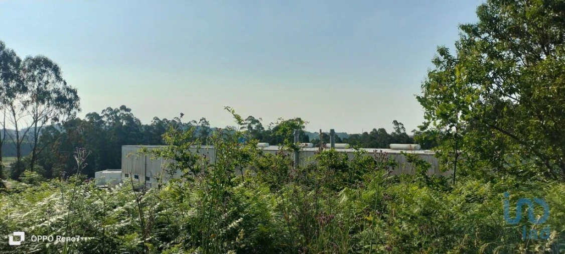 Terreno para Venda em Nogueira e Silva Escura Foto 13