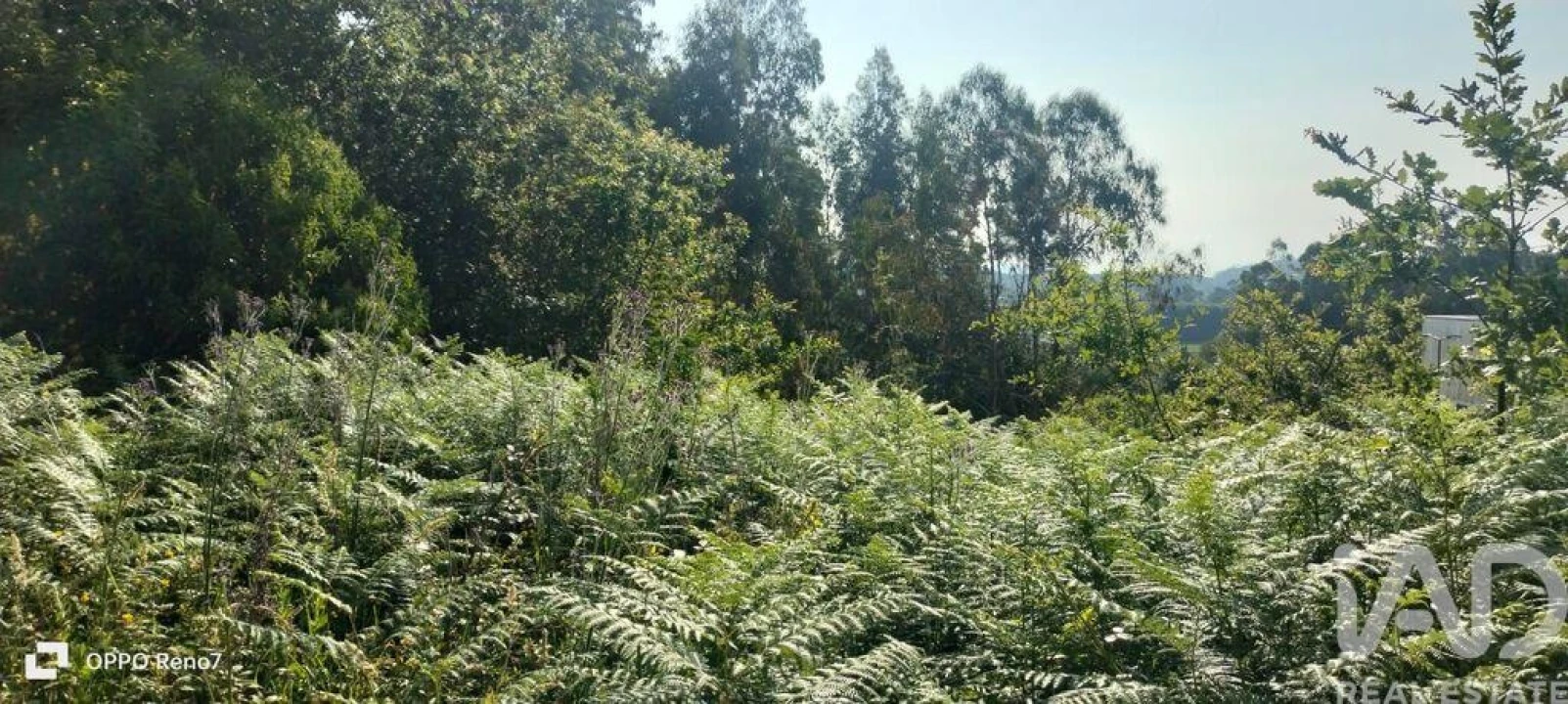 Terreno para Venda em Nogueira e Silva Escura Foto 11