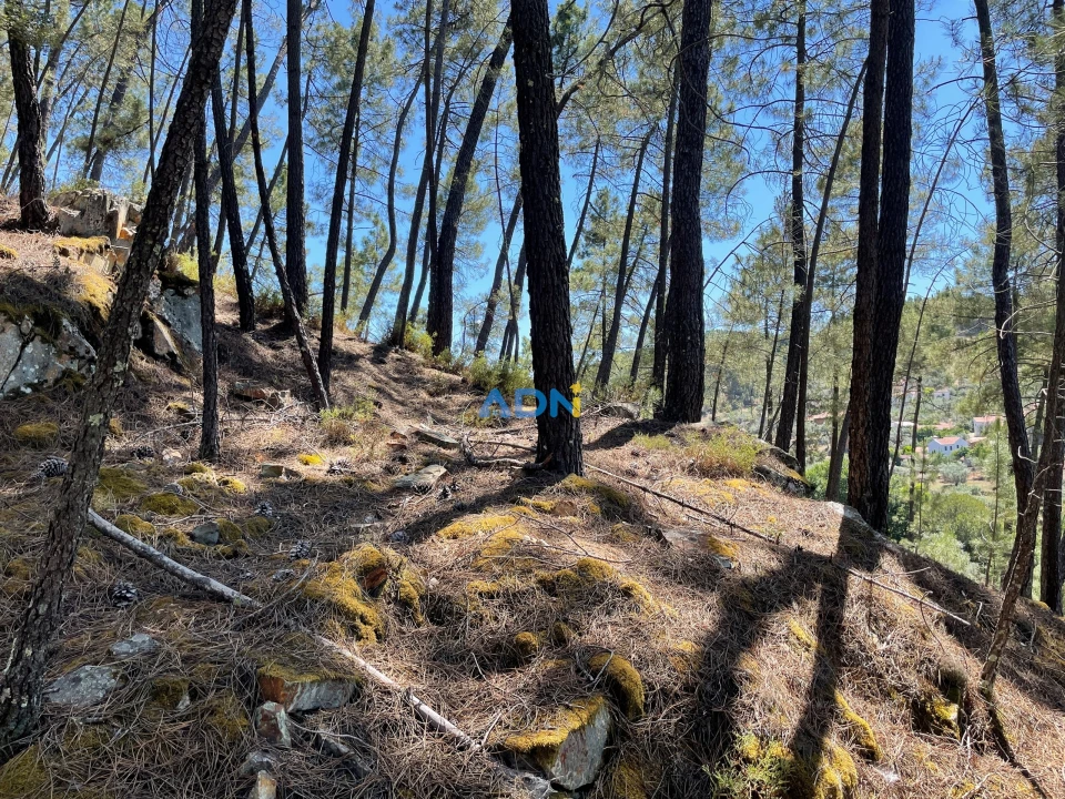 Terreno para Venda em Sarzedas Foto 21