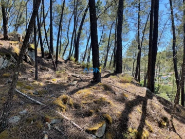 Terreno para Venda em Sarzedas