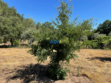 Terreno para Venda em Sarzedas