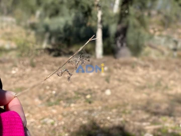 Terreno para Venda em Sarzedas