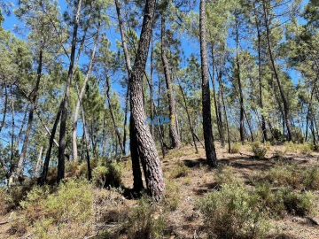 Terreno para Venda em Sarzedas