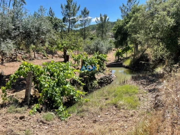 Terreno para Venda em Sarzedas