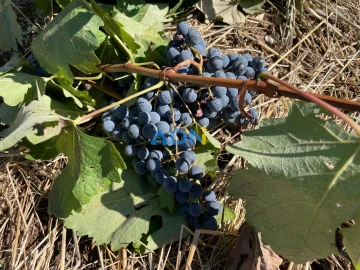 Terreno para Venda em Sarzedas