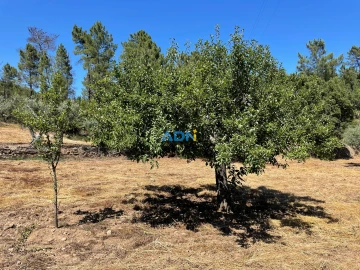 Terreno para Venda em Sarzedas