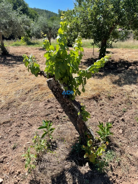 Terreno para Venda em Sarzedas