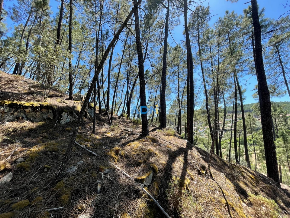 Terreno para Venda em Sarzedas Foto 28