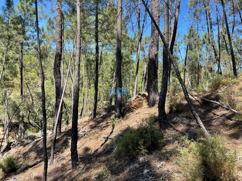 Terreno para Venda em Sarzedas Foto 26
