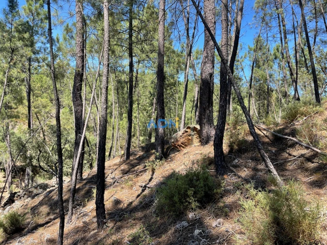 Terreno para Venda em Sarzedas Foto 26