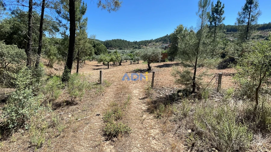 Terreno para Venda em Sarzedas Foto 38