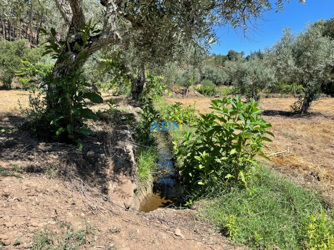 Terreno para Venda em Sarzedas Foto 19