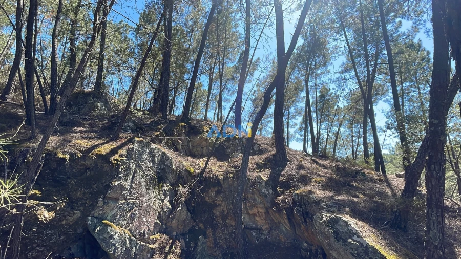 Terreno para Venda em Sarzedas Foto 27