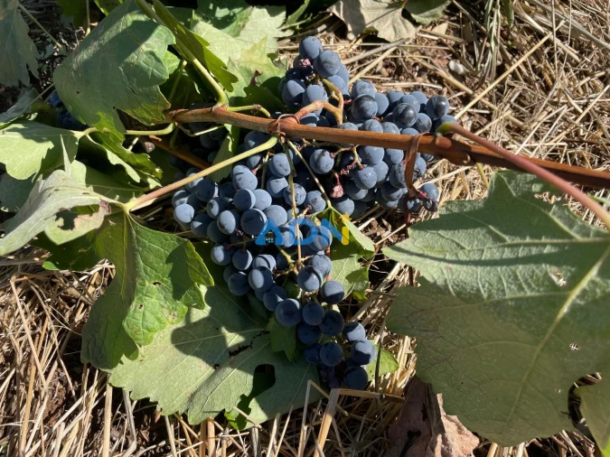 Terreno para Venda em Sarzedas Foto 54