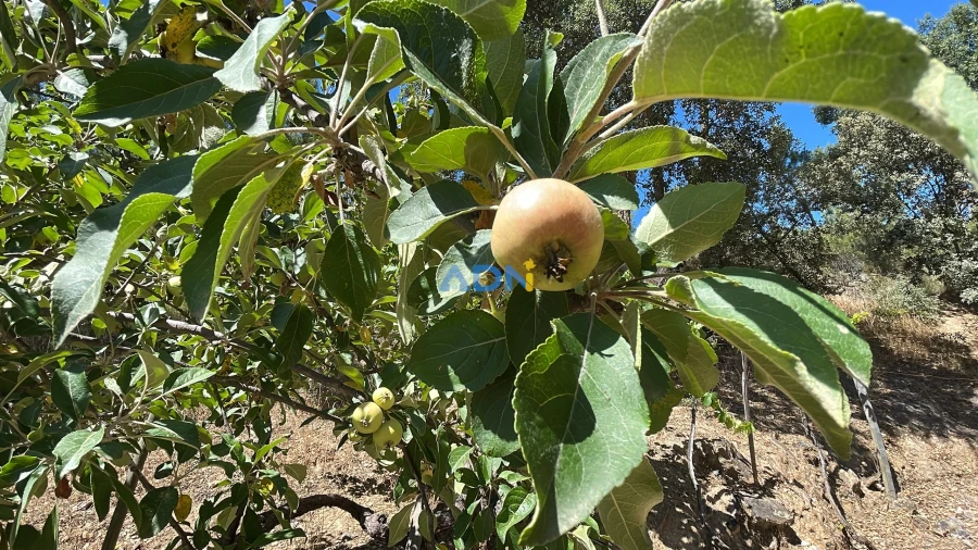Terreno para Venda em Sarzedas Foto 24