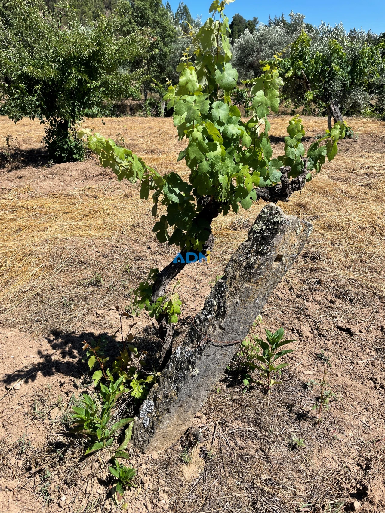 Terreno para Venda em Sarzedas Foto 14