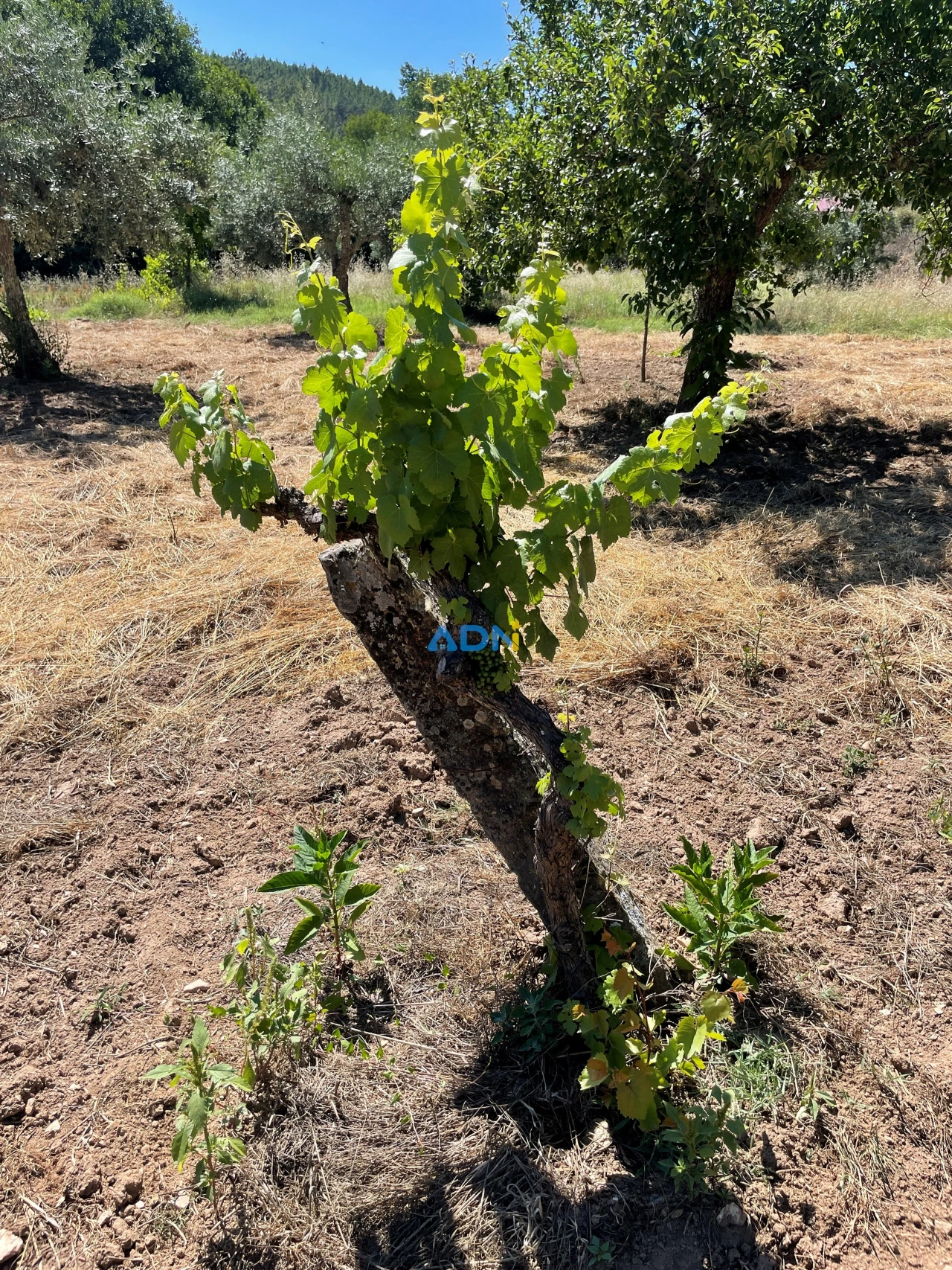 Terreno para Venda em Sarzedas Foto 35