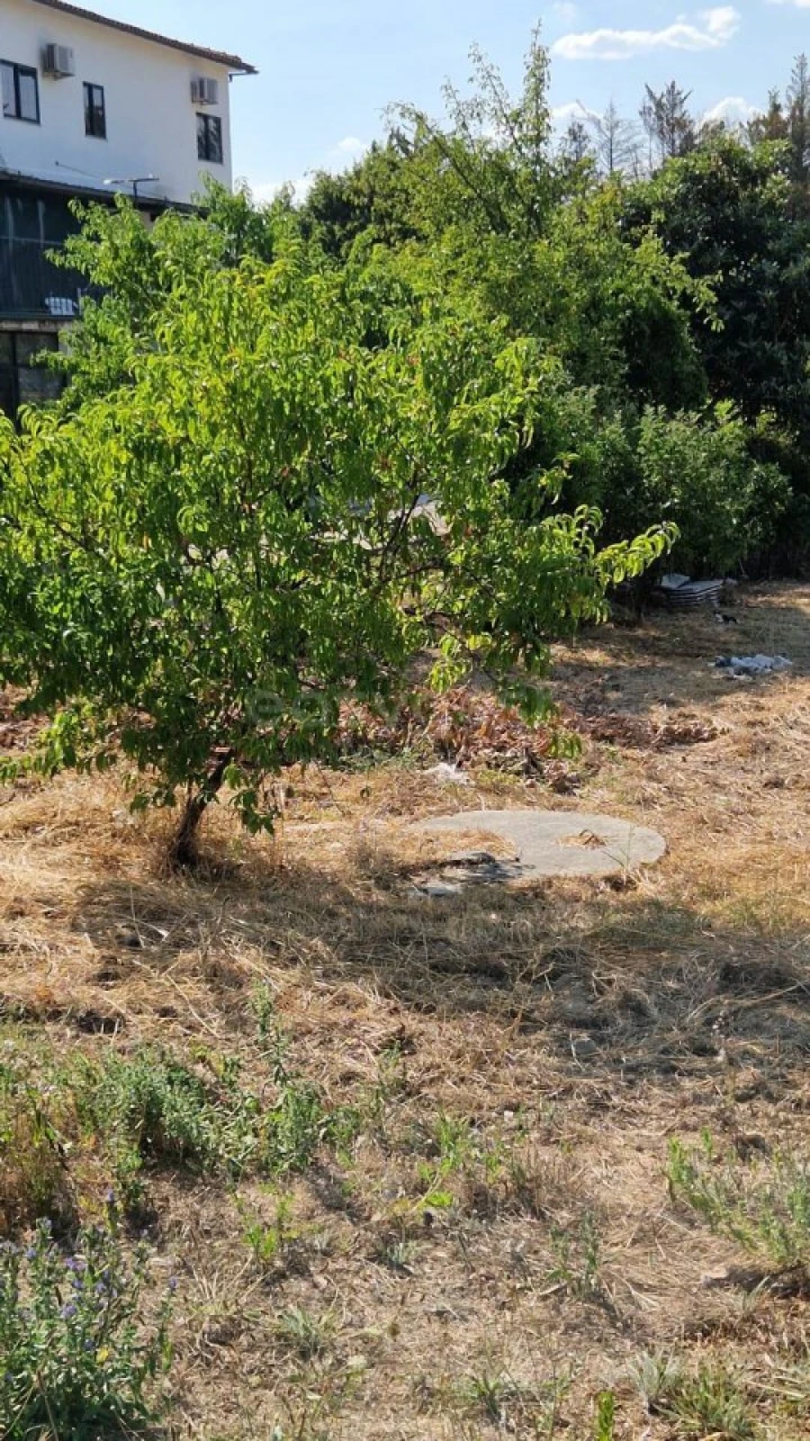 Terreno Agricola ou Rústico para Venda em Lajeosa do Mondego Foto 7