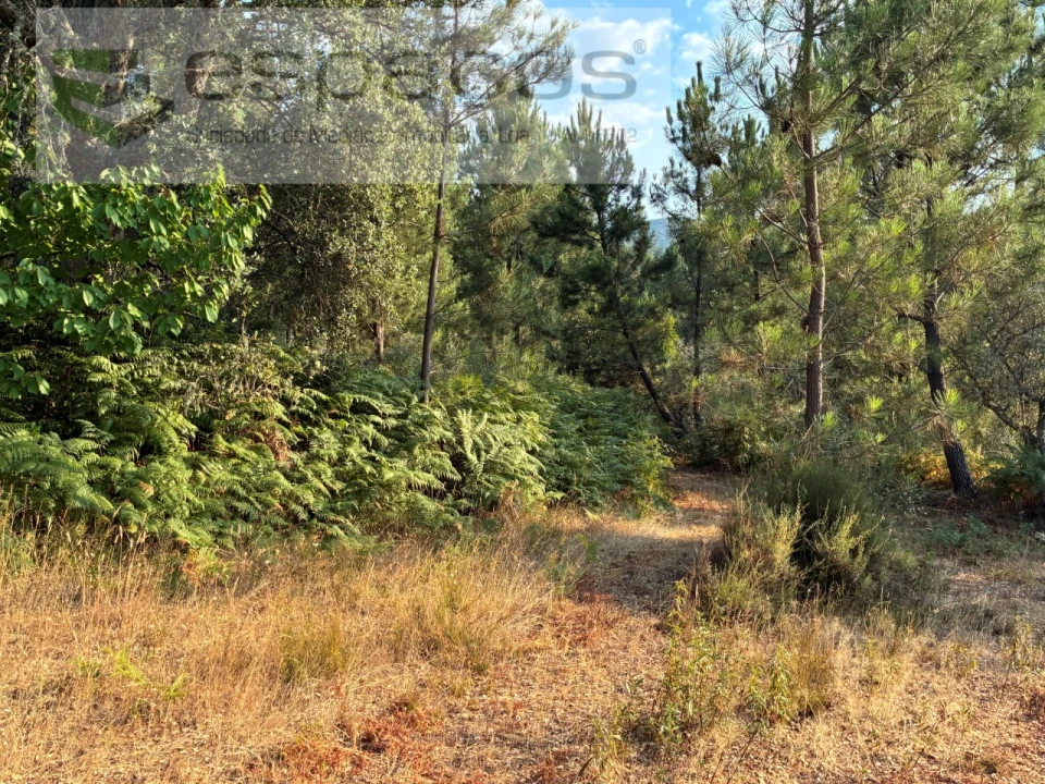 Terreno para Venda em Lavacolhos Foto 12