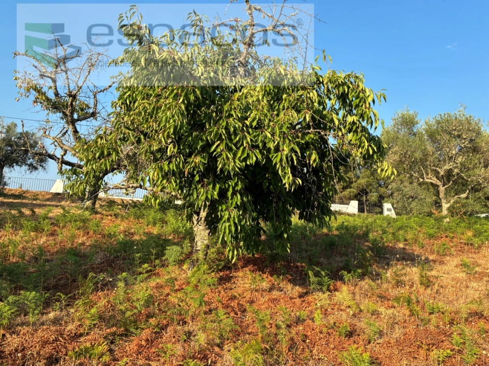 Terreno para Venda em Lavacolhos Foto 15