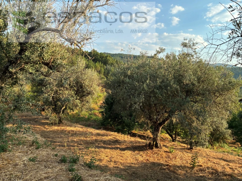 Terreno para Venda em Lavacolhos Foto 21
