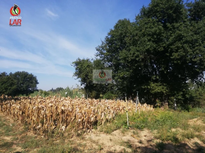 Terreno para Venda em Oliveira do Bairro Foto 5