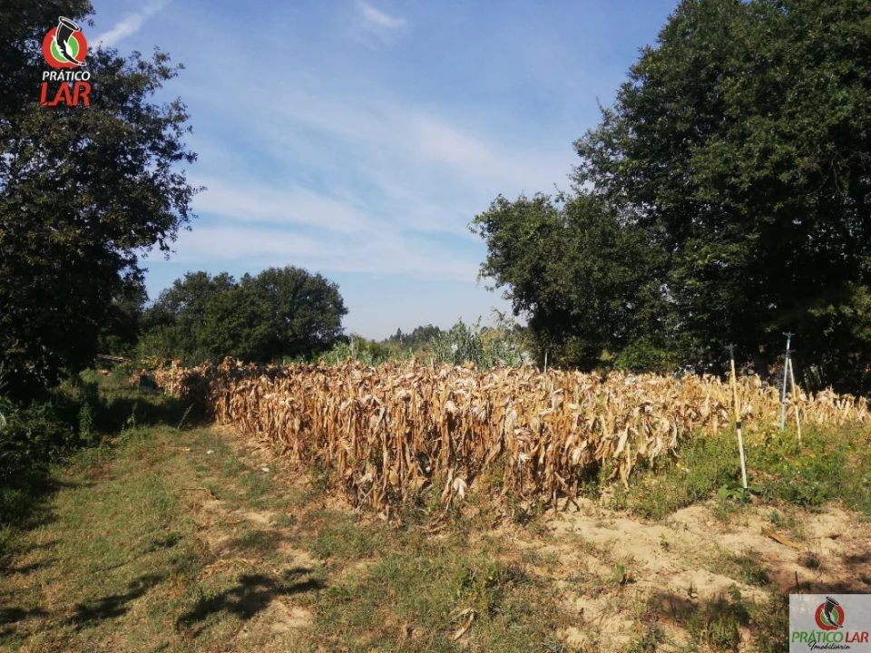 Terreno para Venda em Oliveira do Bairro Foto 6