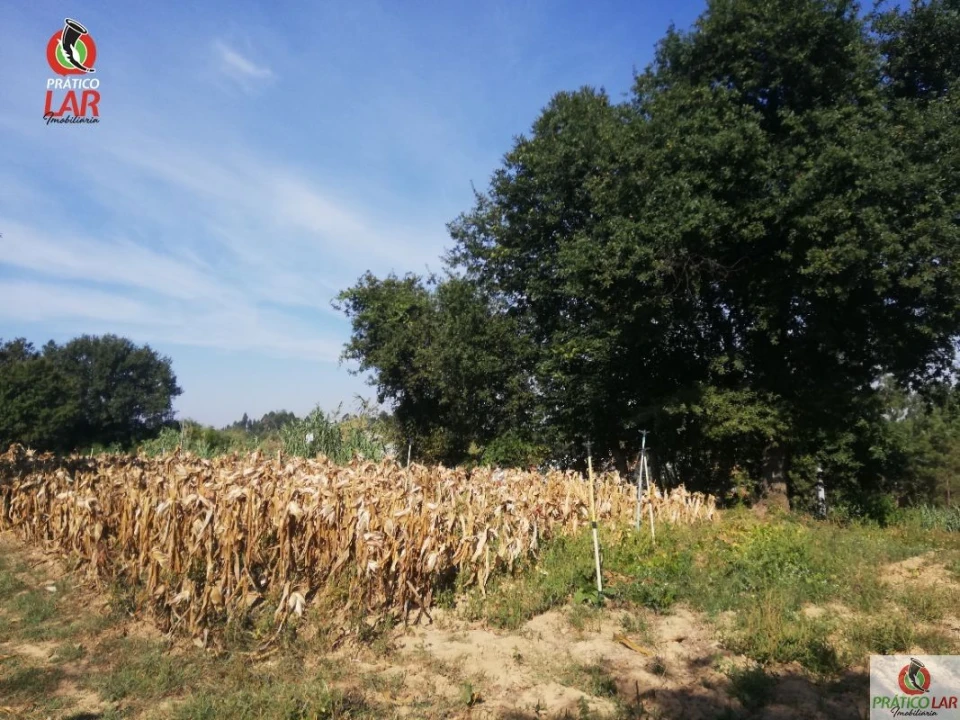 Terreno para Venda em Oliveira do Bairro Foto 5
